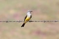 Western Kingbird on a wire Royalty Free Stock Photo