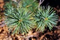 Western larch, pine tree