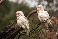 Western long-billed corella Cacatua tenuirostris Royalty Free Stock Photo