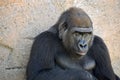 Western Low land Gorilla relaxing in the shade. Royalty Free Stock Photo