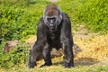 A western lowland female gorilla