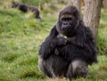 Western Lowland Gorilla Royalty Free Stock Photo