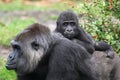 Western lowland gorilla Royalty Free Stock Photo