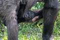 Western Lowland Gorilla Baby