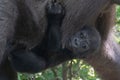 Western Lowland Gorilla Baby