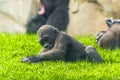 Western lowland gorilla baby is playing Royalty Free Stock Photo