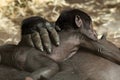 Western lowland gorilla with baby