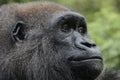 Western lowland gorilla,