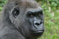 Western lowland gorilla,