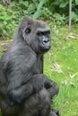 Western lowland gorilla,