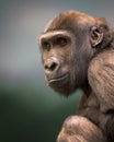 Young Western lowland gorilla portrait