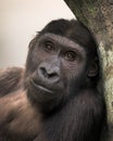 Young Western lowland gorilla portrait