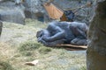 Western Lowland Gorilla checking his fingers