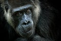 Western lowland gorilla, detail head portrait with beautiful eyes. Close-up photo of wild big black monkey in the forest, Gabon, A