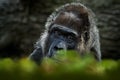 Western lowland gorilla, detail head portrait with beautiful eyes. Close-up photo of wild big black monkey in the forest, Gabon, Royalty Free Stock Photo