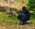 Western lowland gorilla eating from a tree branch, critically endangered primate specie from Africa