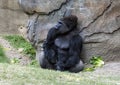 Western lowland gorilla after enjoying a snack at the Dallas Zoo in Texas. Royalty Free Stock Photo