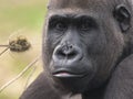 Western lowland gorilla female