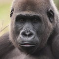 Western lowland gorilla female