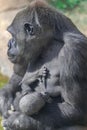 Western lowland gorilla female with baby