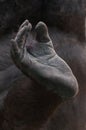 Western lowland gorilla foot Royalty Free Stock Photo