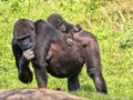 Western Lowland Gorilla, Gorilla g. gorila, wears a cub on her back