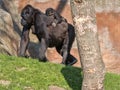 The Western Lowland Gorilla, Gorilla g. gorila, wears a cub on her back