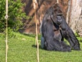 Western Lowland Gorilla, Gorilla g.gorila, adult male Silver back