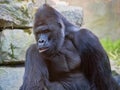 Western Lowland Gorilla, Gorilla g.gorila, adult male Silver back