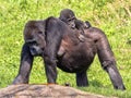 Western Lowland Gorilla, Gorilla g. gorila, wears a cub on her back