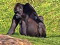 Western Lowland Gorilla, Gorilla g. gorila, wears a cub on her back