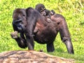 Western Lowland Gorilla, Gorilla g. gorila, wears a cub on her back