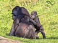 Western Lowland Gorilla, Gorilla g. gorila, wears a cub on her back