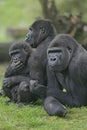 Western lowland gorilla, Gorilla gorilla