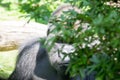 Western lowland gorilla hidding behind a bush