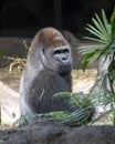 Western lowland gorilla Royalty Free Stock Photo