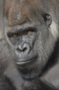 Western Lowland Gorilla Portrait Royalty Free Stock Photo