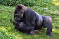 Western Lowland Gorilla Royalty Free Stock Photo