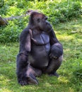 Western Lowland Gorilla Royalty Free Stock Photo