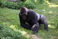 Western Lowland Gorilla Royalty Free Stock Photo