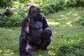 Western Lowland Gorilla Royalty Free Stock Photo