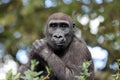 Western Lowland Gorilla portrait in nature Royalty Free Stock Photo