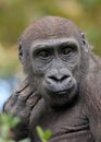 Western Lowland Gorilla portrait Royalty Free Stock Photo