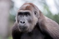 Western Lowland Gorilla portrait Royalty Free Stock Photo