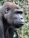 Western Lowland Gorilla portrait Royalty Free Stock Photo