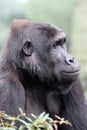 Western Lowland Gorilla portrait Royalty Free Stock Photo