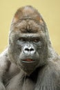 Western Lowland Gorilla portrait Royalty Free Stock Photo