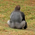 Western Lowland Gorilla - Silverback Royalty Free Stock Photo