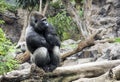Western lowland gorilla sits in Loro parque, Tenerife