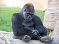 Portrait Western lowland gorilla sitting on the grass